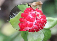 Potentilla hebiichigo