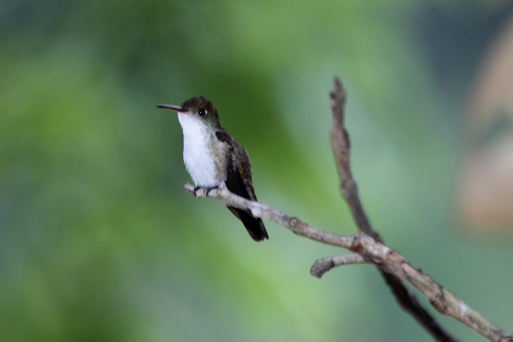 White-Bellied Emerald