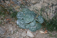 Bukiniczia cabulica