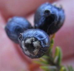 Phylica axillaris maritima