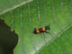 Rhodobaenus augustinus
