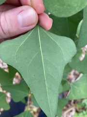 Erythrina herbacea