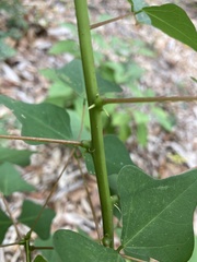 Erythrina herbacea