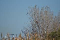 Phalacrocorax carbo