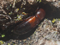 Corticeus bicolor