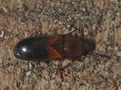 Corticeus bicolor