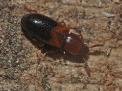 Corticeus bicolor