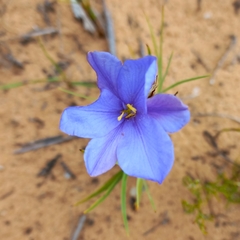 Aristea glauca