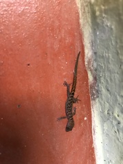Sphaerodactylidae