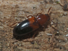 Corticeus bicolor