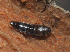 Euryusa pipitzi