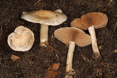 Hebeloma eburneum