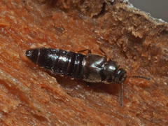 Euryusa pipitzi