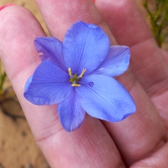 Aristea glauca