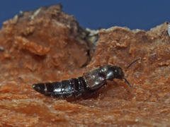 Euryusa pipitzi