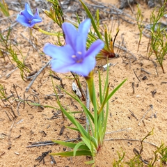 Aristea glauca