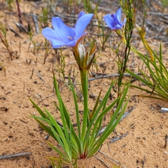 Aristea glauca