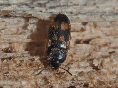 Litargus connexus