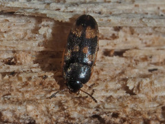 Litargus connexus