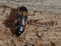 Litargus connexus