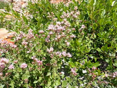 Ageratina occidentalis