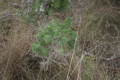 Asparagus mariae