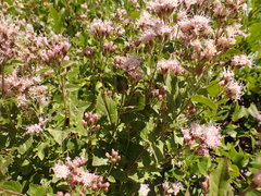 Ageratina occidentalis