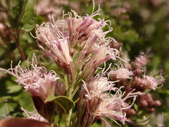 Ageratina occidentalis