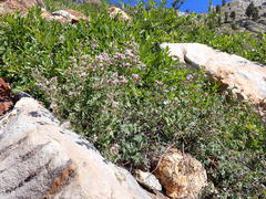 Ageratina occidentalis