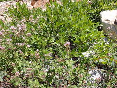Ageratina occidentalis