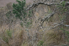 Asparagus mariae