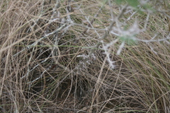 Asparagus mariae