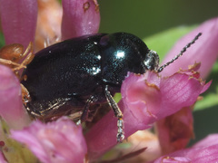 Cryptocephalus violaceus