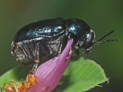 Cryptocephalus violaceus