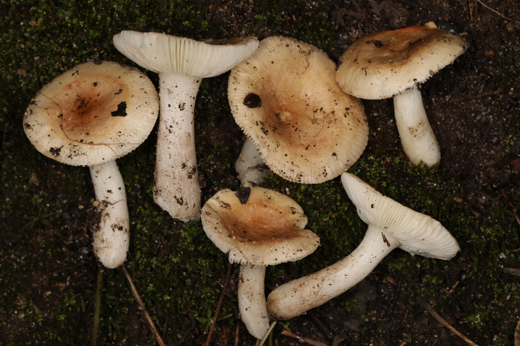 Russula sp. 'IN4'