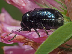 Cryptocephalus violaceus