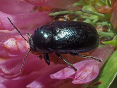 Cryptocephalus violaceus