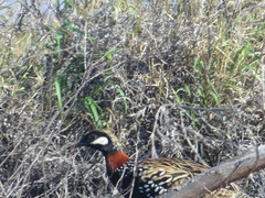 Francolinus francolinus