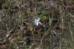 Lomatogonium carinthiacum