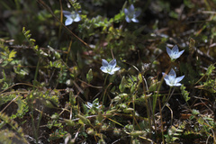 Lomatogonium carinthiacum