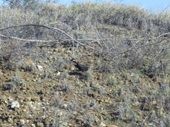 Francolinus francolinus