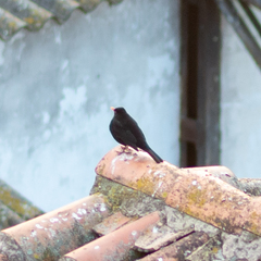 Turdus merula