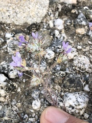 Eriastrum eremicum eremicum