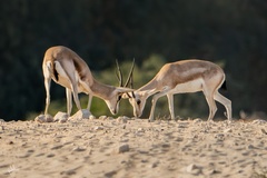 Gazella marica