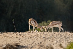 Gazella marica