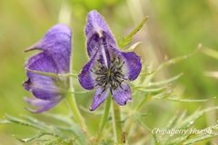 Aconitum fukutomei