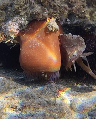 Actinia striata