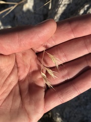 Bouteloua radicosa