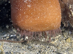 Actinia striata