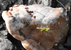 Ganoderma tuberculosum